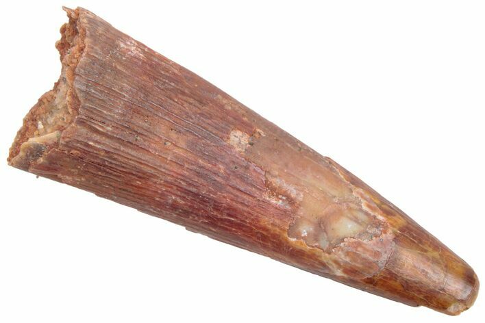 Fossil Pterosaur (Siroccopteryx) Tooth - Morocco #228837